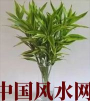 西宁十二生肖养什么植物最旺财运？你知道吗！